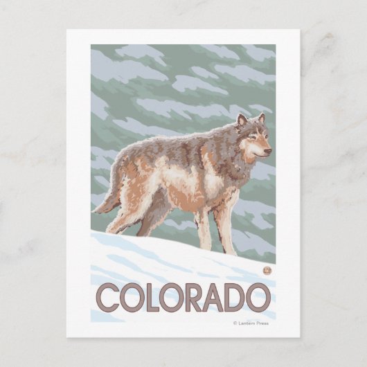 Gray Wolf StandingColorado Briefkaart (Voorkant)