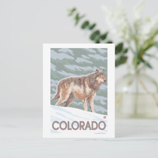 Gray Wolf StandingColorado Briefkaart (Staand voorkant)