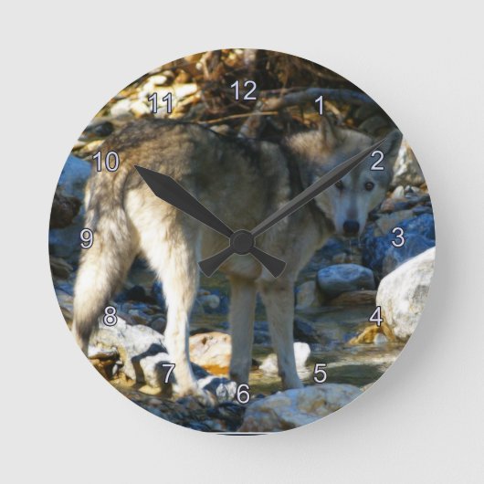 Gray Wolf & Stony Creek Fotoklok Ronde Klok (Voorkant)