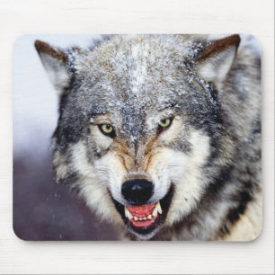 Gray Wolf Teeth Muismat
