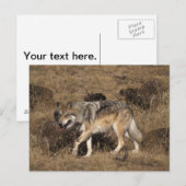 Gray Wolf - Timber Wolf - Red Wolf reeks Briefkaart (Voorkant / Achterkant)
