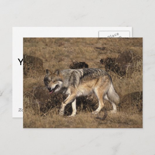Gray Wolf - Timber Wolf - Red Wolf reeks Briefkaart (Voorkant / Achterkant)