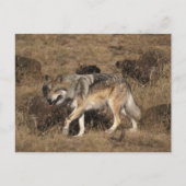 Gray Wolf - Timber Wolf - Red Wolf reeks Briefkaart (Voorkant)