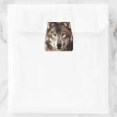 Gray Wolf Vierkante Sticker (Tas)