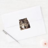 Gray Wolf Vierkante Sticker (Envelop)