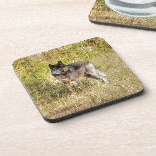 Gray Wolf & Wilderness Foto Gift Bier Onderzetter (Linkerzijde)