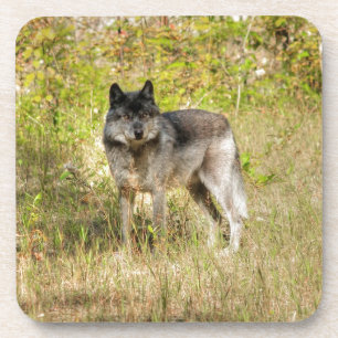 Gray Wolf & Wilderness Foto Gift Bier Onderzetter