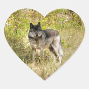 Gray Wolf & Wilderness Foto Gift Hart Sticker
