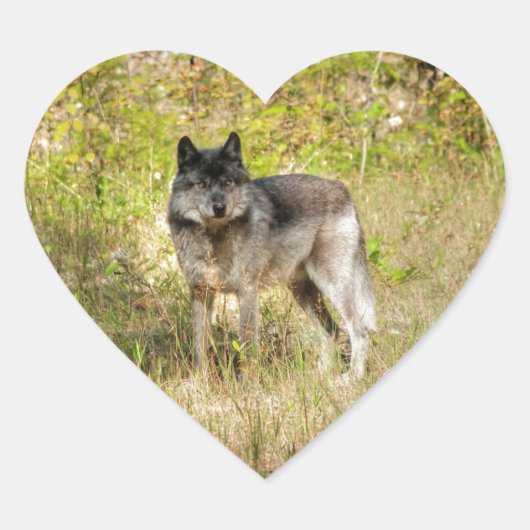 Gray Wolf & Wilderness Foto Gift Hart Sticker (Voorkant)
