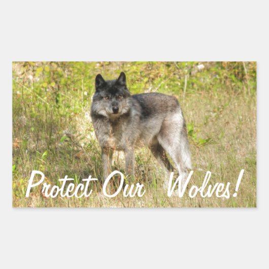 Gray Wolf & Wilderness Foto Gift Rechthoekige Sticker (Voorkant)