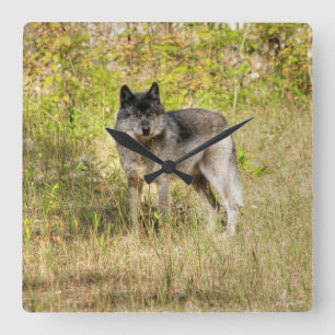 Gray Wolf & Wilderness Foto Gift Vierkante Klok