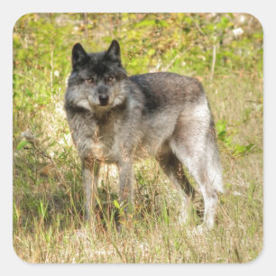 Gray Wolf & Wilderness Foto Gift Vierkante Sticker