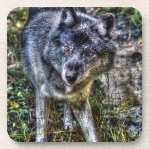 Gray Wolf & Wilderness Wildlife Fotoportret Onderzetter