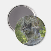 Gray Wolf Wildlife Fotografie Magnet (Voorkant / Achterkant)