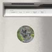 Gray Wolf Wildlife Fotografie Magnet (Insitu (Vaatwasser))