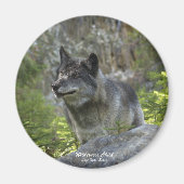 Gray Wolf Wildlife Fotografie Magnet (Voorkant)