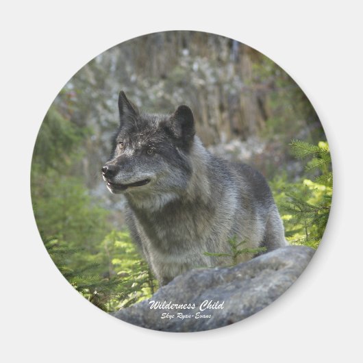 Gray Wolf Wildlife Fotografie Magnet (Voorkant)