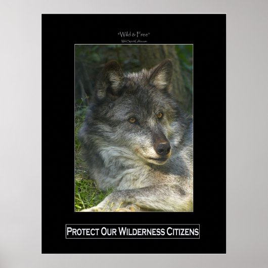 GRAY WOLF Wildlife Support Poster (Voorkant)