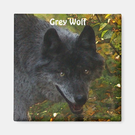GRAY WOLF Wildlife Supporter Kunstmagneet Magneet (Voorkant)