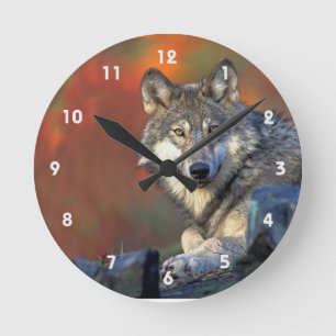 Gray Wolf With Fall Colors Ronde Klok