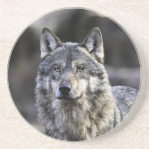 Gray Wolf Zandsteen Onderzetter