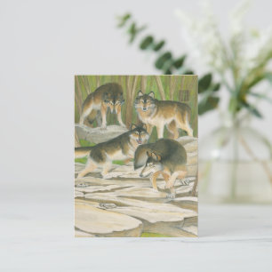 Gray Wolves Briefkaart