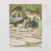 Gray Wolves Briefkaart (Voorkant)