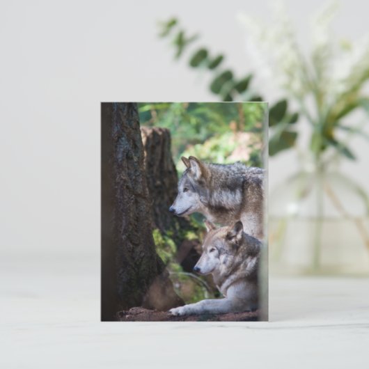 Gray Wolves Briefkaart (Staand voorkant)