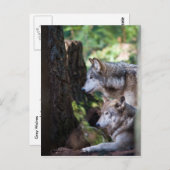Gray Wolves Briefkaart (Voorkant / Achterkant)