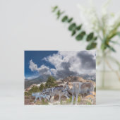 Gray Wolves Family Journey Briefkaart (Staand voorkant)