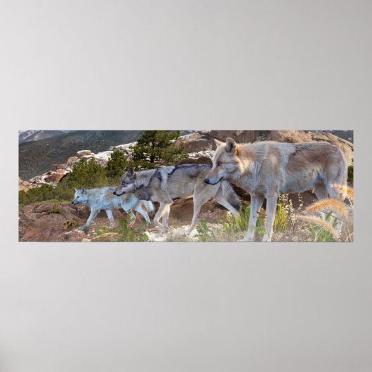 Gray Wolves Family Journey Poster (Voorkant)