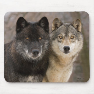 Gray Wolves Muismat