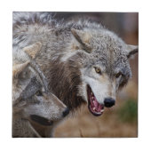 Gray Wolves Tegeltje (Voorkant)