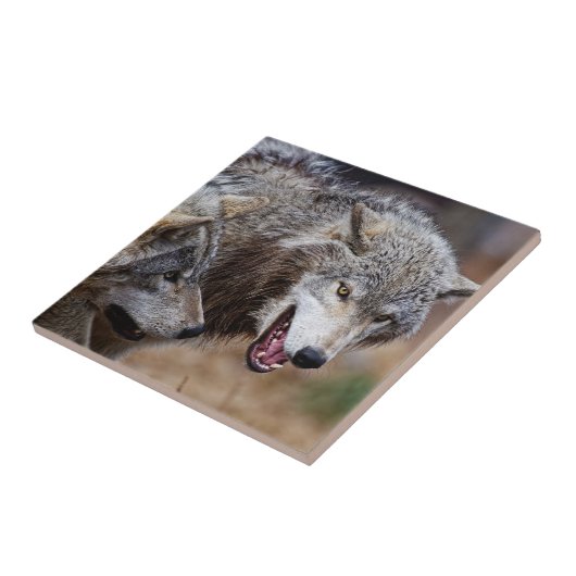 Gray Wolves Tegeltje (Zijkant)