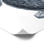 Gray Zee Turtle Sealife Group12A print #7 (Hoek)