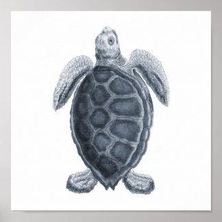 Gray Zee Turtle Sealife Group12A print #7