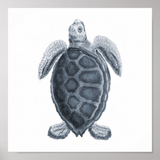 Gray Zee Turtle Sealife Group12A print #7 (Voorkant)