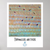 Grayling FFF Poster (Voorkant)