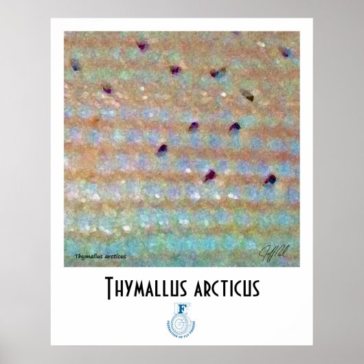 Grayling FFF Poster (Voorkant)