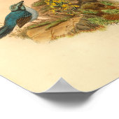 Gray's Todopsis Wren Blue Bird  Print (Hoek)
