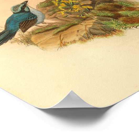 Gray's Todopsis Wren Blue Bird Print (Hoek)