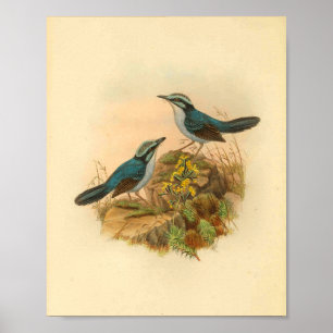 Gray's Todopsis Wren Blue Bird  Print