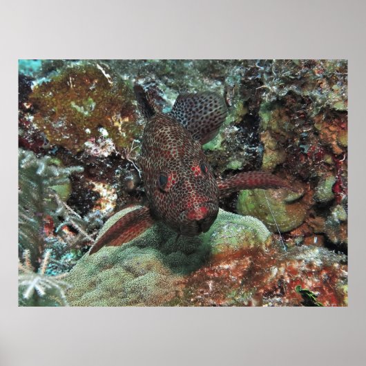 Graysby Portrait Poster (Voorkant)