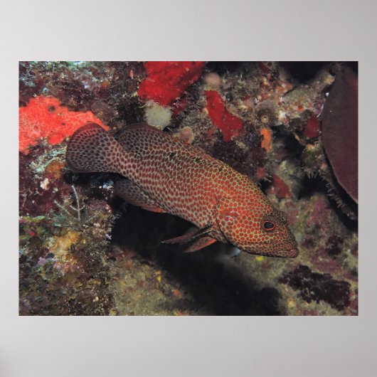 Graysby Poster (Voorkant)