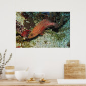 Graysby Poster (Keuken)