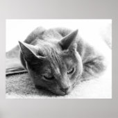 Grayscale Cat Poster (Voorkant)