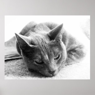 Grayscale Cat Poster