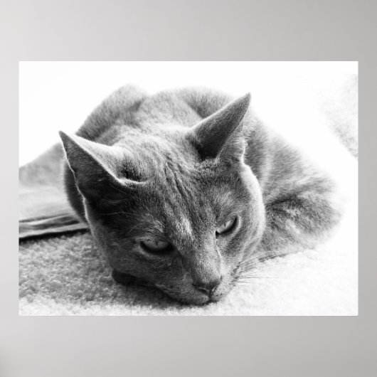Grayscale Cat Poster (Voorkant)