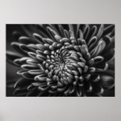 GRAYSCALE FOTO VAN CHRYSANTHEMUM POSTER (Voorkant)