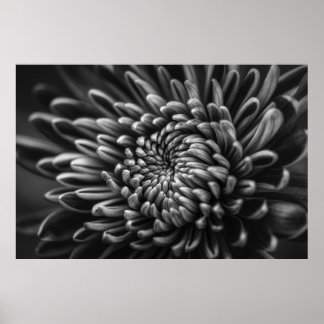 GRAYSCALE FOTO VAN CHRYSANTHEMUM POSTER